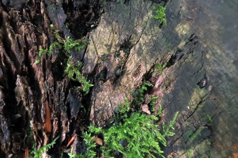 Chlorencoelia versiformis 1 - IMG_8700